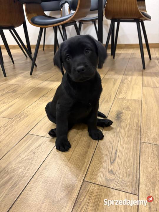 Labrador Retriever suczka gotowa do odbioru Labrador wielkopolskie Gostyń