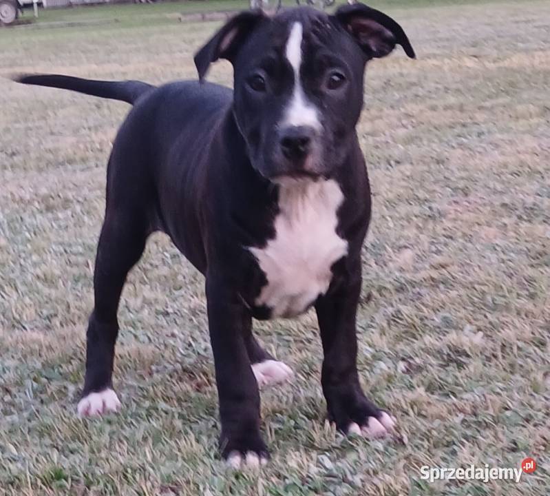 American Staffordsihre Terrier szczeniak wielkopolskie Konin