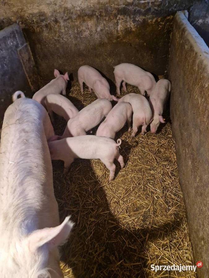 Prosiaki prosięta warchlaki 30 Starogard Gdański