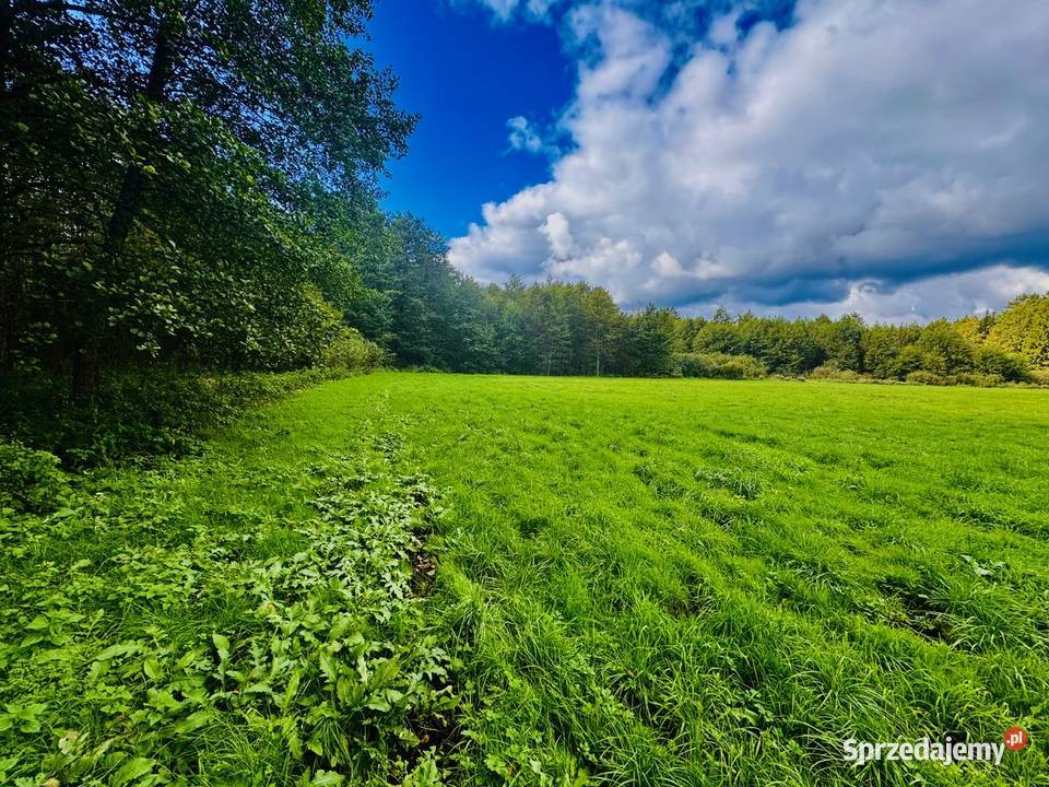 Wyjątkowa działka 242 ha wśród zieleni Cisza Drygały