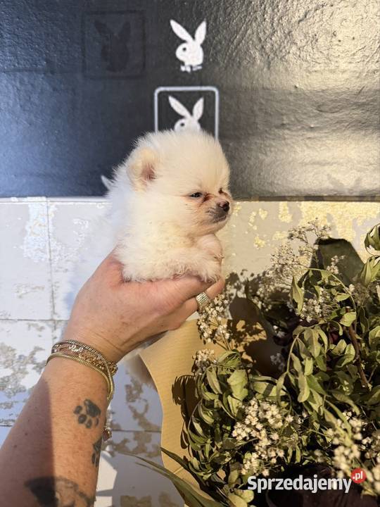 Szpic miniaturowy pomeranian dziewczynka Poniszowice