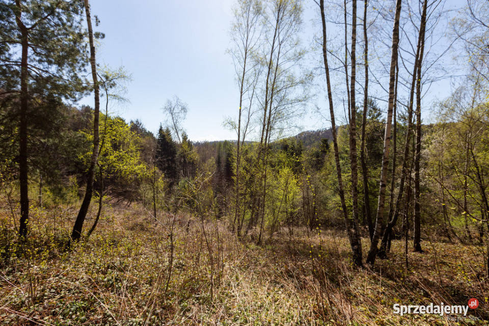 Na sprzedaż gospodarstwo rolne w Jastrzębi 22400m2 Jastrzębia sprzedam