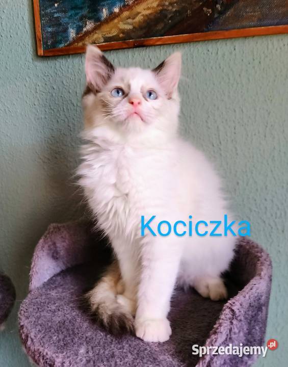 Piękne kocięta Ragdoll z rodowodem i wyprawką Łódź sprzedam