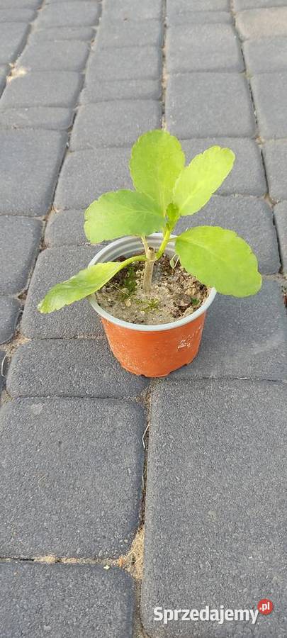 Żyworódka pierzasta lecznicza roślina kalanchoe Opole