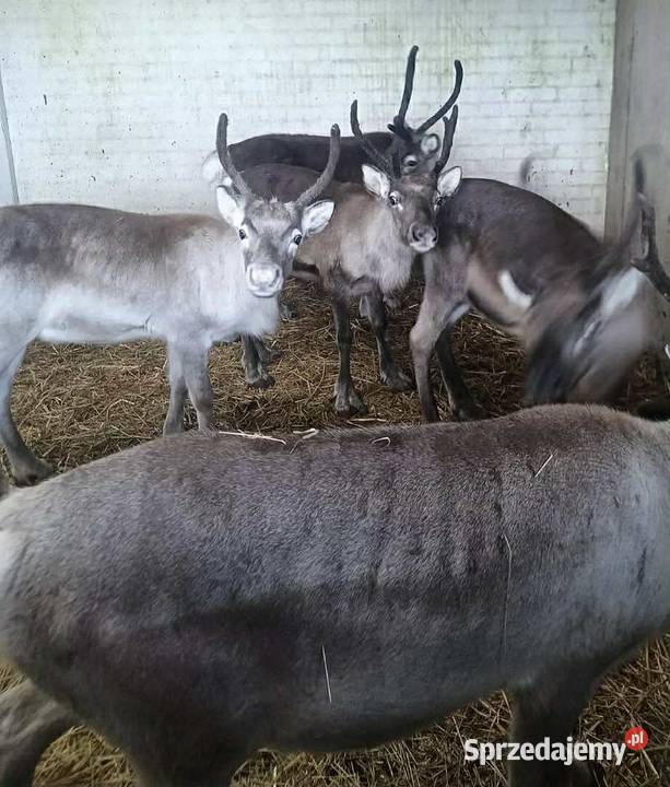 Renifer renifery młode oswojone Olsztyn