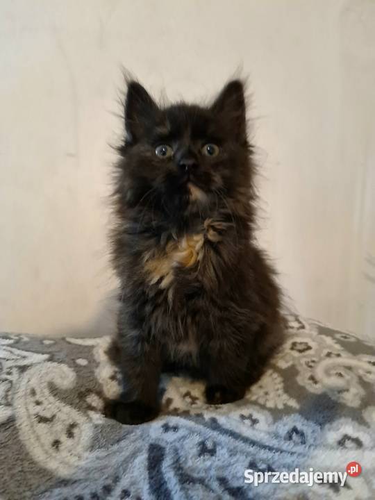 Kotka Maine Coon XXL Maine Coon