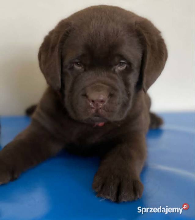 Labrador Retriever czekoladowy FCI ZkwP łódzkie