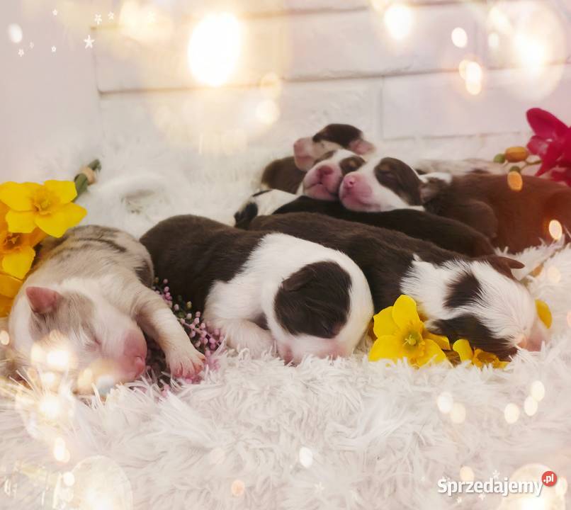 Border Collie szczenieta Drawno