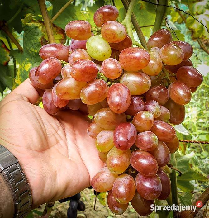 Winogron sadzonki winorośli deserowych Świdnik sprzedam