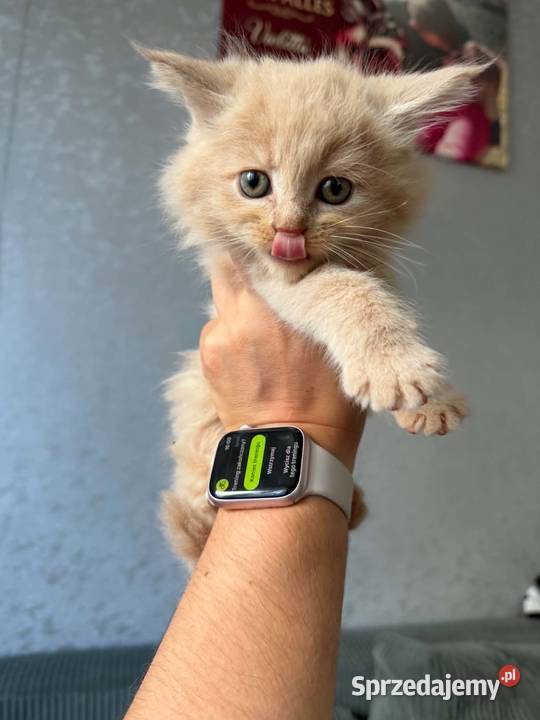 Maine Coon kocięta Starogard Gdański sprzedam