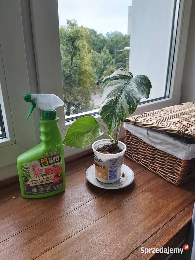 Monstera Variegata Pozostałe Warszawa