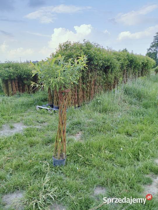 Wierzba pleciona Częstochowa Liściaste sprzedam