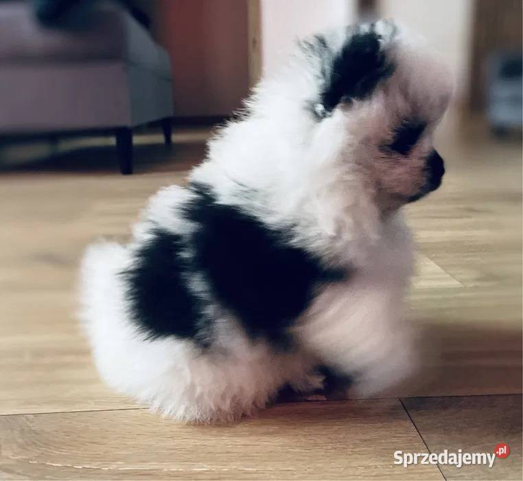 Pomeranian Szpic miniaturowy Miniaturowe Lwy Ostrowiec Świętokrzyski