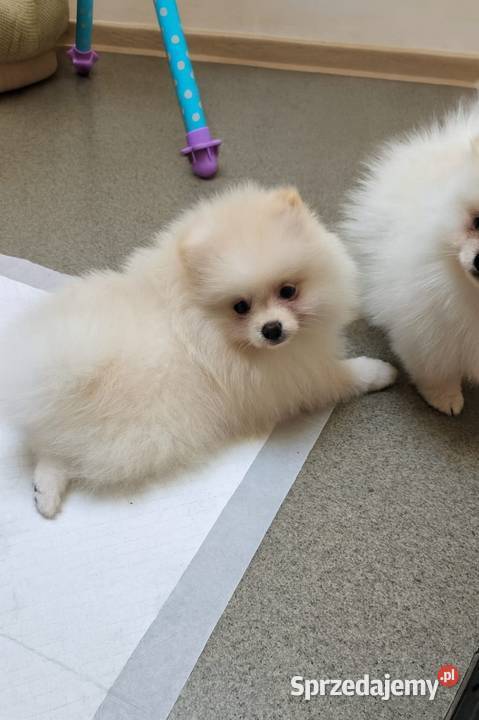 Szpic miniaturowy Szczeniaczek Suczka Szpic miniaturowy sprzedam