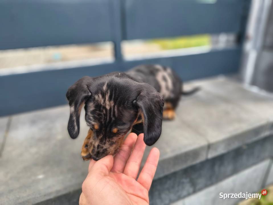 Jamnik Dackel dachshund merle łódzkie Żychlin