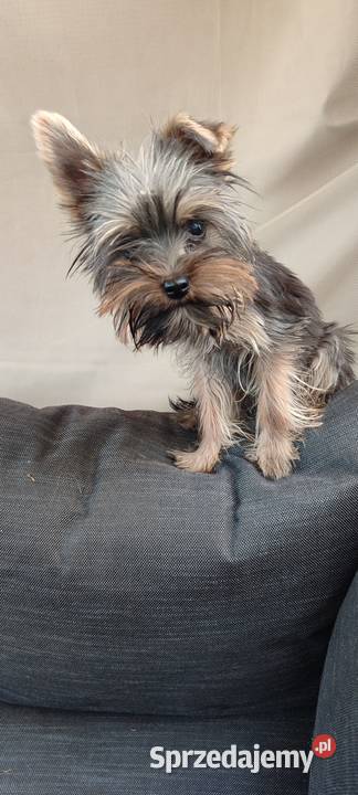 Yorkshire terrier szczenięta York Psary Małe