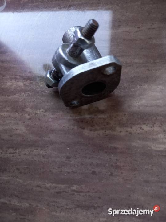 Kruciec zak rys mazowieckie Sokołów Podlaski