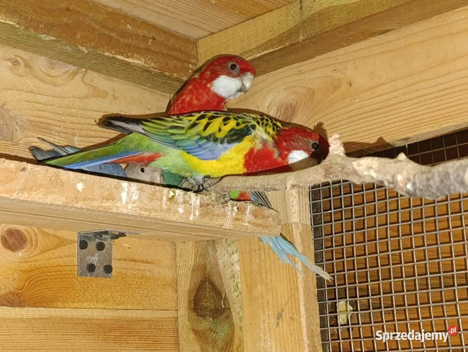 Papugi Rozelle Częstochowa