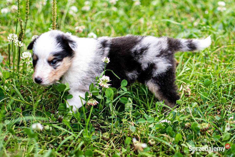 Owczarek szkocki collie z metryką Owczarek Zakrzewo sprzedam