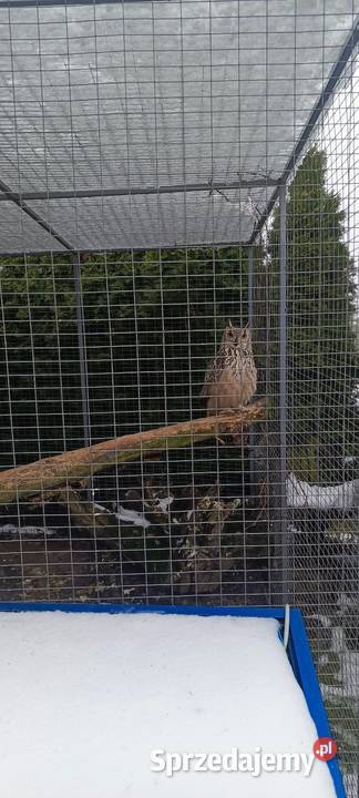 Sowy Sowa Puchacz Bengalski Jastrzębie-Zdrój sprzedam