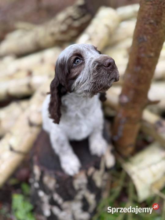Jedyna taka Wyjątkowa sunia Cocker Spaniel mazowieckie Warszawa