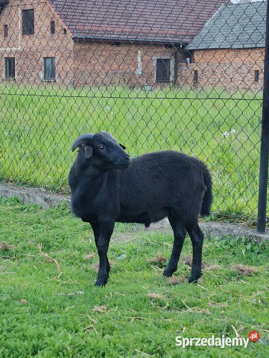 Tryk kameruński dorodny kamerun z rogami Adamowice