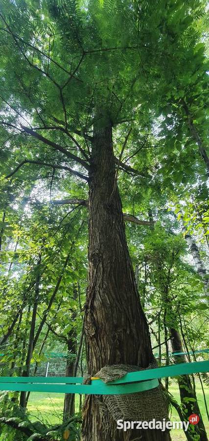 Metasekwoja chińska Duże drzewa drzewo obwód