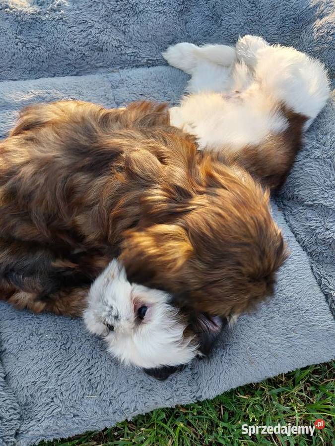Shih tzu łódzkie Łódź