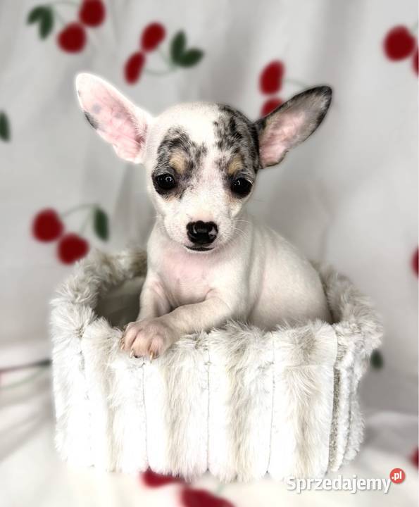 BRUNO piesek Chihuahua Bluemerle sprzedam