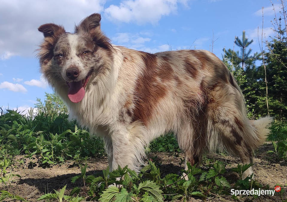 Błyskotliwa rasowa suczka Border Collie z pełną Iwonicz