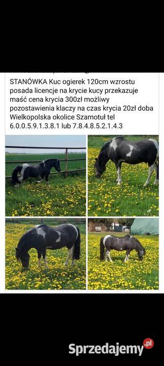 STANÓWKA Kuc ogier 120 wzrostu posada licencje Obrzycko