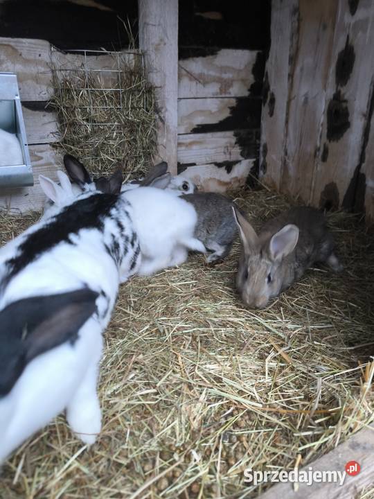 Sprzedam króliki młode są gotowe do odbioru 15 Gryzonie wielkopolskie Kuny