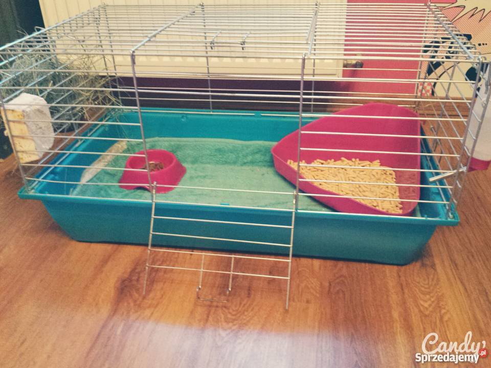 Królik miniaturka całe wyposażenie pomorskie Pelplin