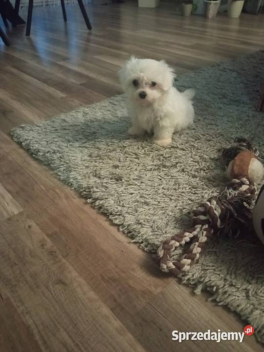 Maltańczyk suczka mini Dębica