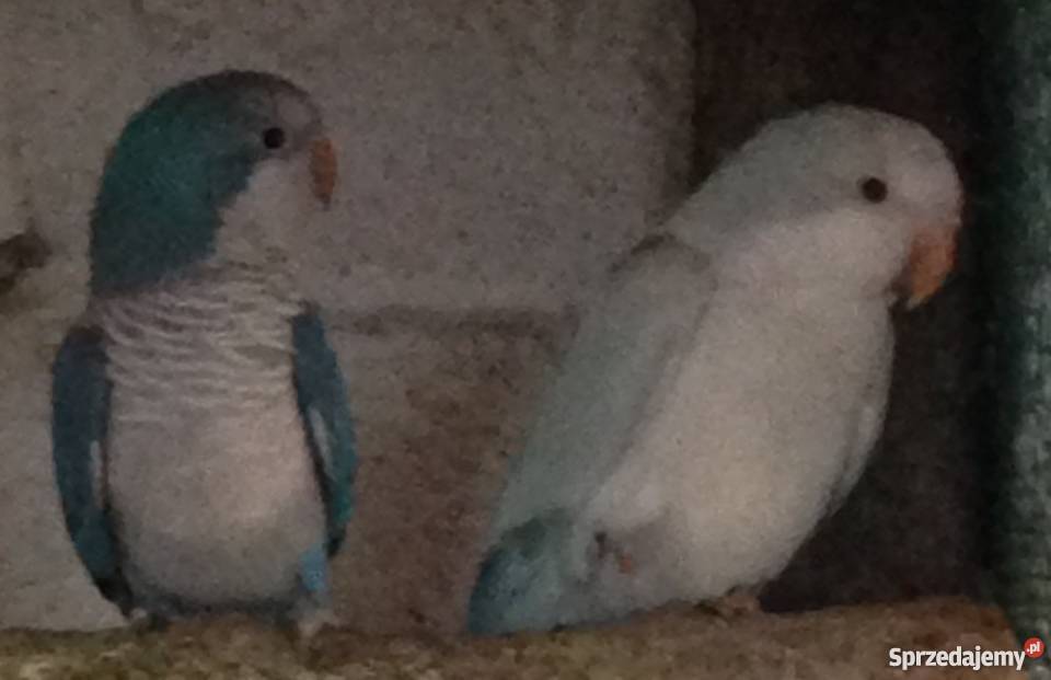 Papuga Mnicha Nizinna niebieska samica Wawrzeńczyce