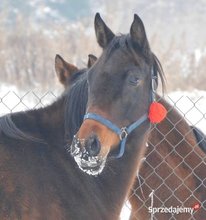 Dajana klacz małopolska mazowieckie Grodzisk Mazowiecki