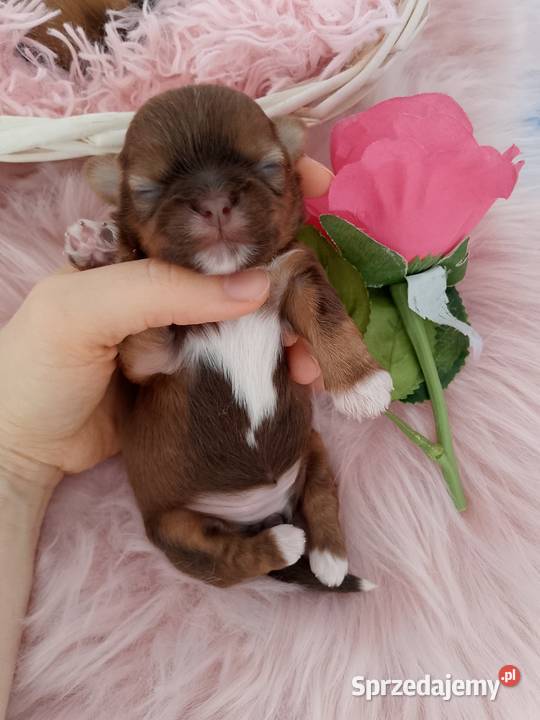 Czekoladowa suczka rasy ShihTzu