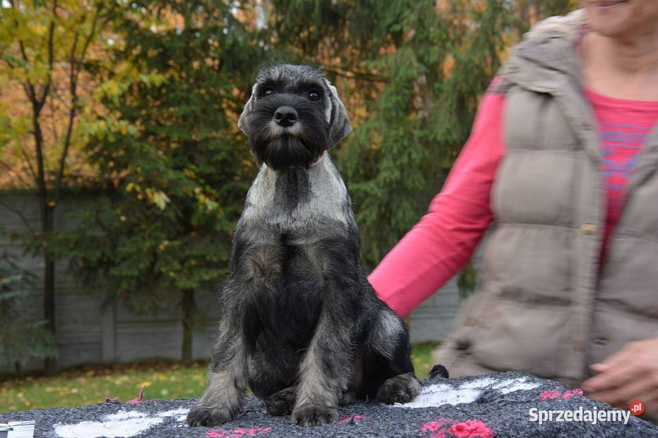Sznaucer średni pieprz i sól ZKwP łódzkie Gutków