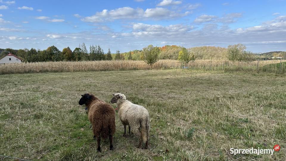 Grodziec działka budowlana 1220 ar obok lasu śląskie