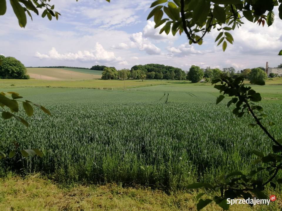 SIEDLISKO dom 1ha pola Sprzedaż Chyżowice