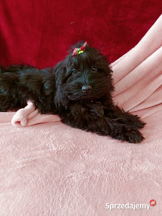 Cockapoo Suczka Czernichów