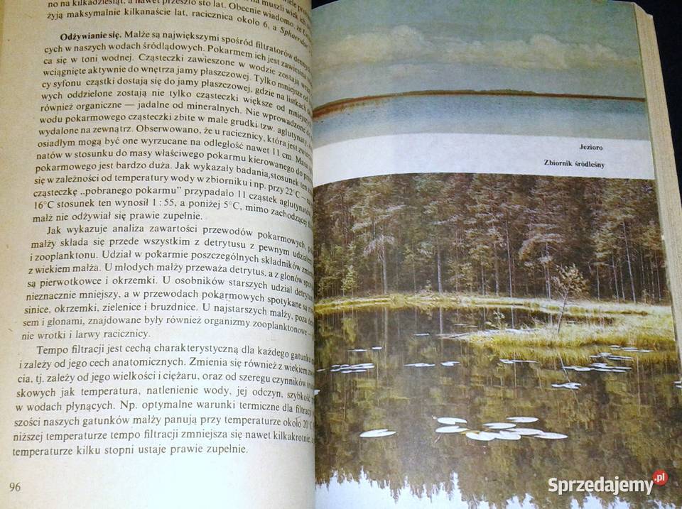 Zwierzęta bezkręgowe naszych wód Anna Rok wydania 1986 Chełm