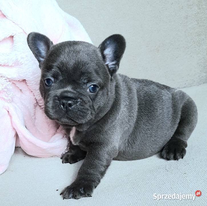 Buldog francuski piesek i suczka