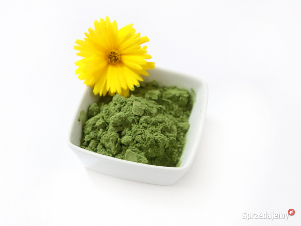 Młody jęczmień proszek 500 g Brzozów