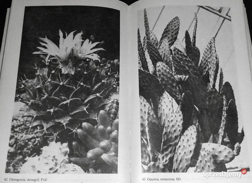 Uprawa kaktusów Stanisław Hinz Mieczysław Chełm