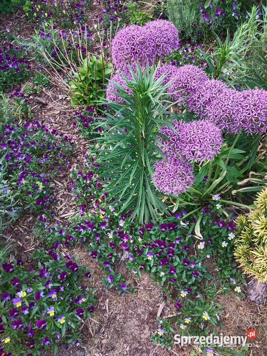 Bratki miniaturki sprzedam