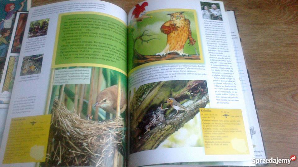Ptaki polskie czyli latac każdy może Książki dla dzieci