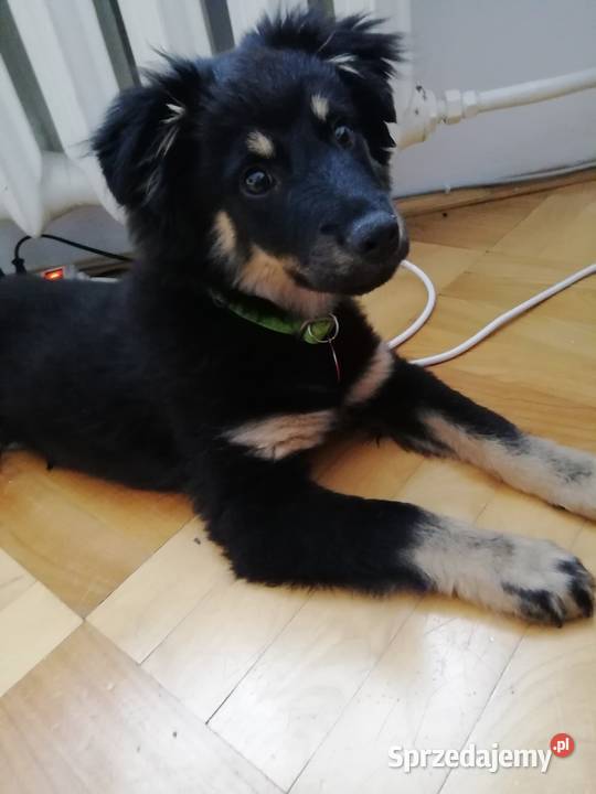 Piesek Tobi podkarpackie sprzedam