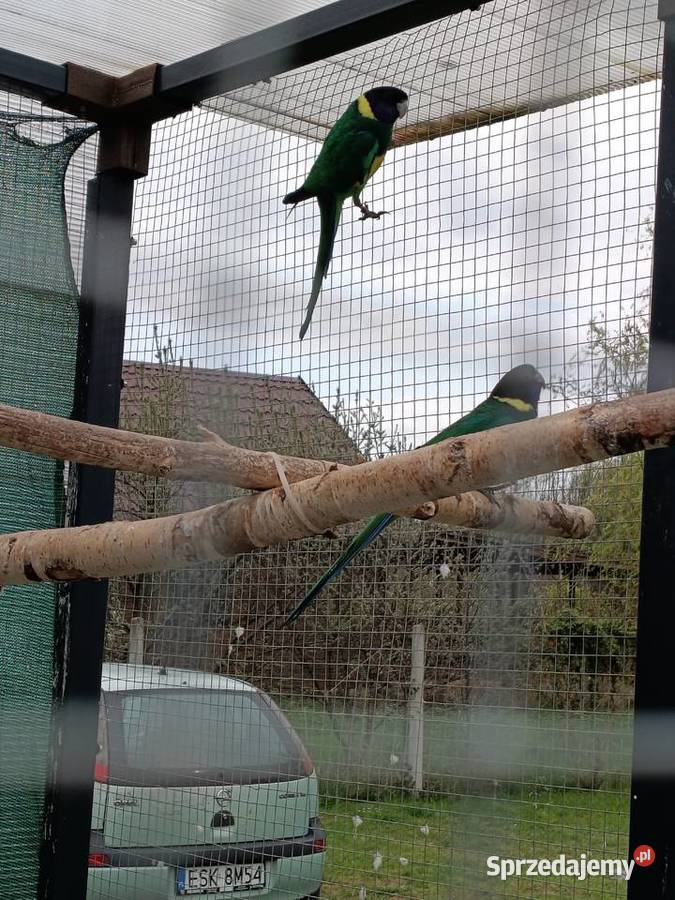 Para lęgowa papug Stachlew