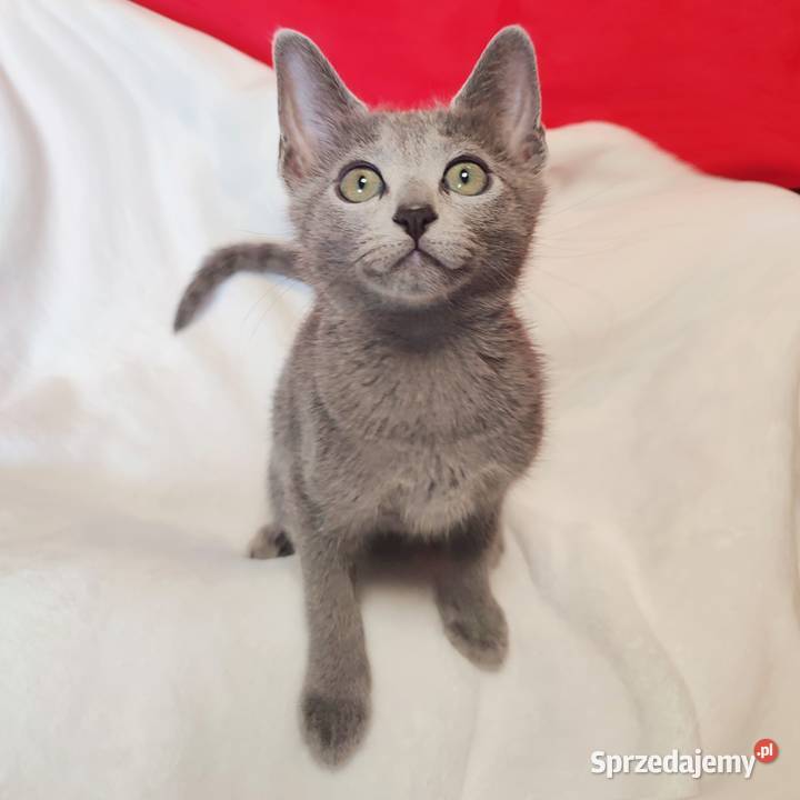 Kocięta rosyjskie niebieskie Rosyjski Toruń sprzedam
